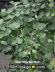 - Ginkgo biloba 'Ross Moore' Weeping Ginkgo Tree - Mr Maple │ Buy Japanese Maple Trees