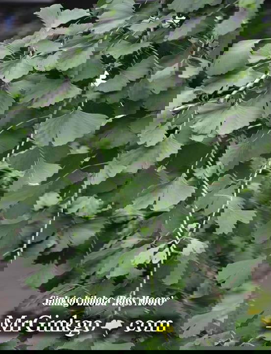 - Ginkgo biloba 'Ross Moore' Weeping Ginkgo Tree - Mr Maple │ Buy Japanese Maple Trees