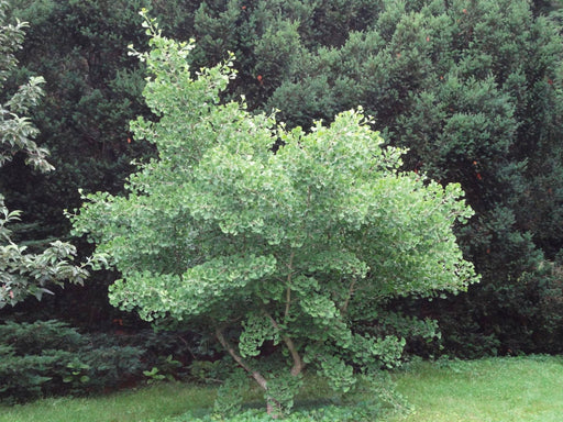 - Ginkgo biloba 'Santa Cruz' Female Fruiting Umbrella Ginkgo Tree - Mr Maple │ Buy Japanese Maple Trees