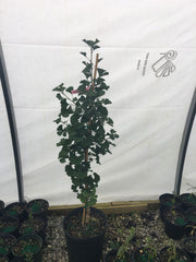 - Ginkgo biloba 'Santa Cruz' Female Fruiting Umbrella Ginkgo Tree - Mr Maple │ Buy Japanese Maple Trees