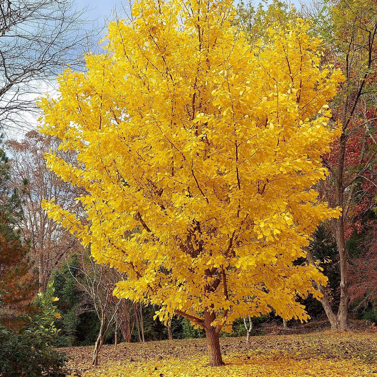 Buy Ginkgo biloba 'Saratoga' Male Ginkgo Tree — Mr Maple │ Buy Japanese  Maple Trees
