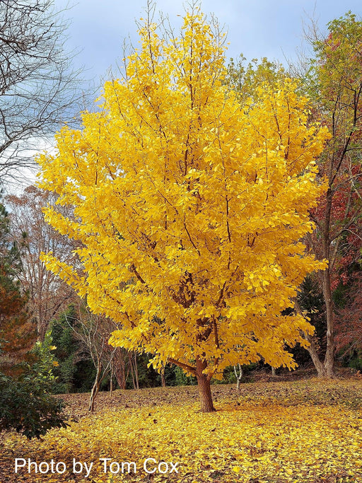 - Ginkgo biloba 'Saratoga' Male Ginkgo Tree - Mr Maple │ Buy Japanese Maple Trees