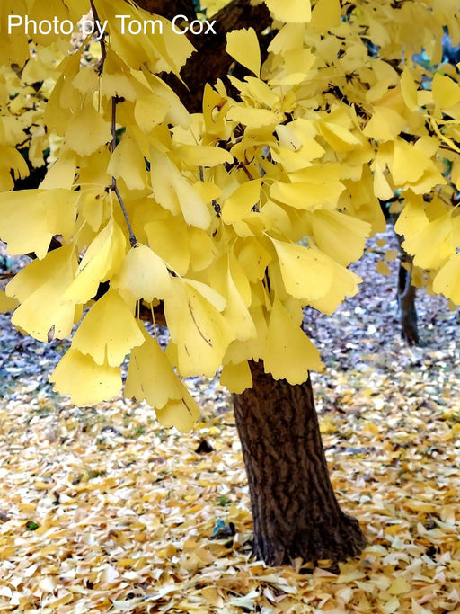 - Ginkgo biloba 'Saratoga' Male Ginkgo Tree - Mr Maple │ Buy Japanese Maple Trees