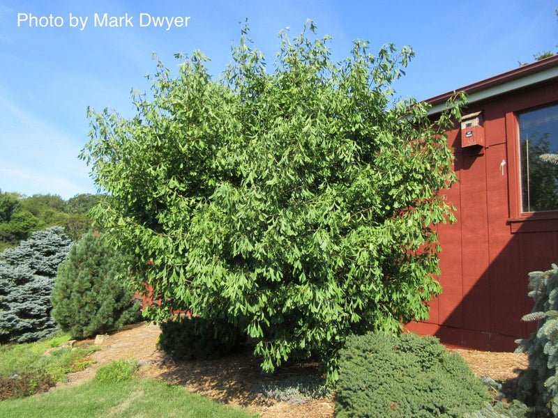 - Ginkgo biloba 'Saratoga' Male Ginkgo Tree - Mr Maple │ Buy Japanese Maple Trees