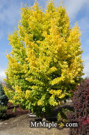 - Ginkgo biloba 'Saratoga' Male Ginkgo Tree - Mr Maple │ Buy Japanese Maple Trees