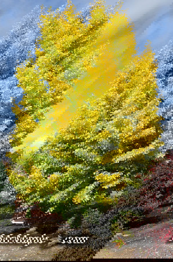 - Ginkgo biloba 'Saratoga' Male Ginkgo Tree - Mr Maple │ Buy Japanese Maple Trees