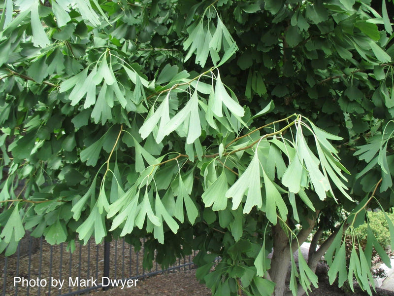 - Ginkgo biloba 'Saratoga' Male Ginkgo Tree - Mr Maple │ Buy Japanese Maple Trees
