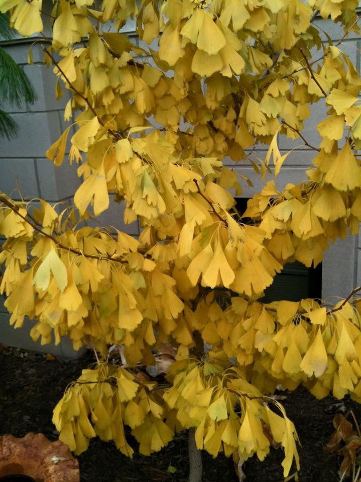 Ginkgo Biloba ‚Saratoga‘ Ginkgo Tree From Colesville Nursery – YKFGZG
