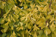 - Ginkgo biloba 'Saratoga' Male Ginkgo Tree - Mr Maple │ Buy Japanese Maple Trees