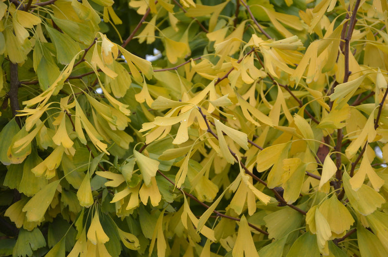 - Ginkgo biloba 'Saratoga' Male Ginkgo Tree - Mr Maple │ Buy Japanese Maple Trees