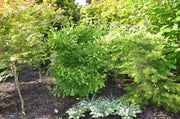 - Ginkgo biloba 'Saratoga' Male Ginkgo Tree - Mr Maple │ Buy Japanese Maple Trees