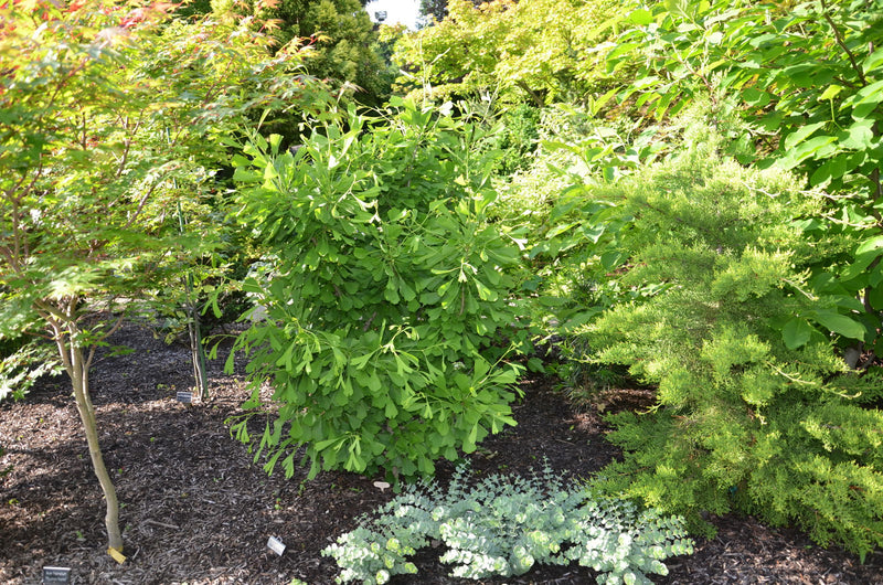 - Ginkgo biloba 'Saratoga' Male Ginkgo Tree - Mr Maple │ Buy Japanese Maple Trees