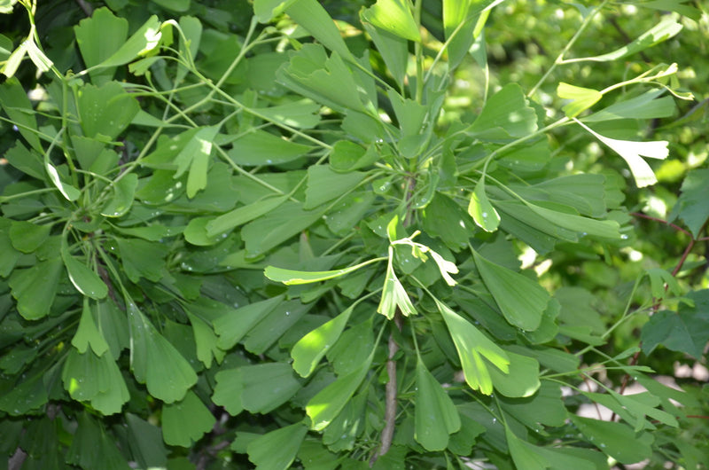 - Ginkgo biloba 'Saratoga' Male Ginkgo Tree - Mr Maple │ Buy Japanese Maple Trees