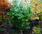 - Ginkgo biloba 'Saratoga' Male Ginkgo Tree - Mr Maple │ Buy Japanese Maple Trees