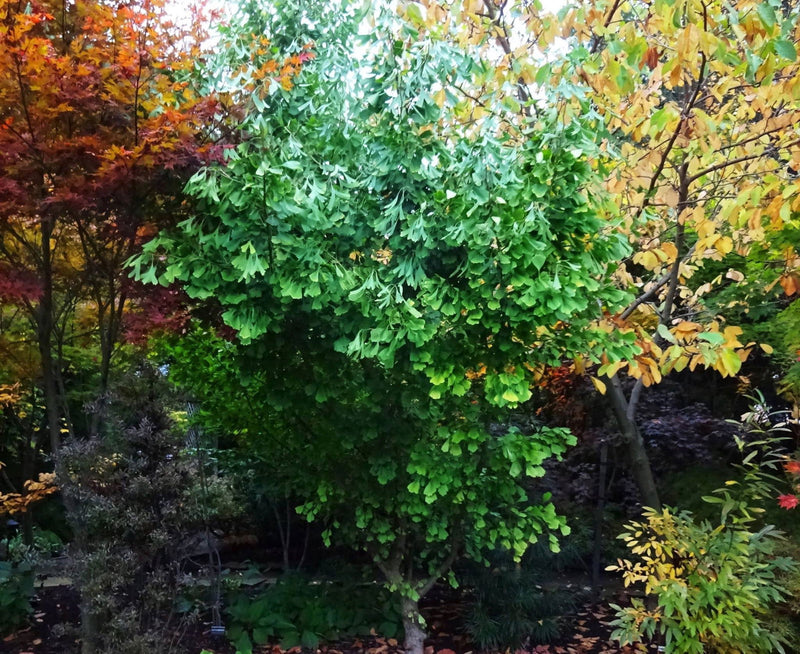 - Ginkgo biloba 'Saratoga' Male Ginkgo Tree - Mr Maple │ Buy Japanese Maple Trees
