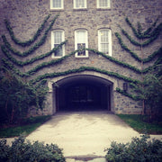 - Ginkgo biloba 'Saratoga' Male Ginkgo Tree - Mr Maple │ Buy Japanese Maple Trees