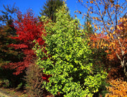 - Ginkgo biloba 'Saratoga' Male Ginkgo Tree - Mr Maple │ Buy Japanese Maple Trees