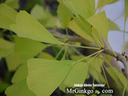 - Ginkgo biloba 'Saratoga' Male Ginkgo Tree - Mr Maple │ Buy Japanese Maple Trees