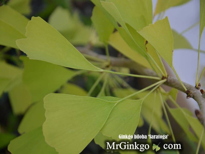 - Ginkgo biloba 'Saratoga' Male Ginkgo Tree - Mr Maple │ Buy Japanese Maple Trees