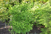 - Ginkgo biloba 'Saratoga' Male Ginkgo Tree - Mr Maple │ Buy Japanese Maple Trees