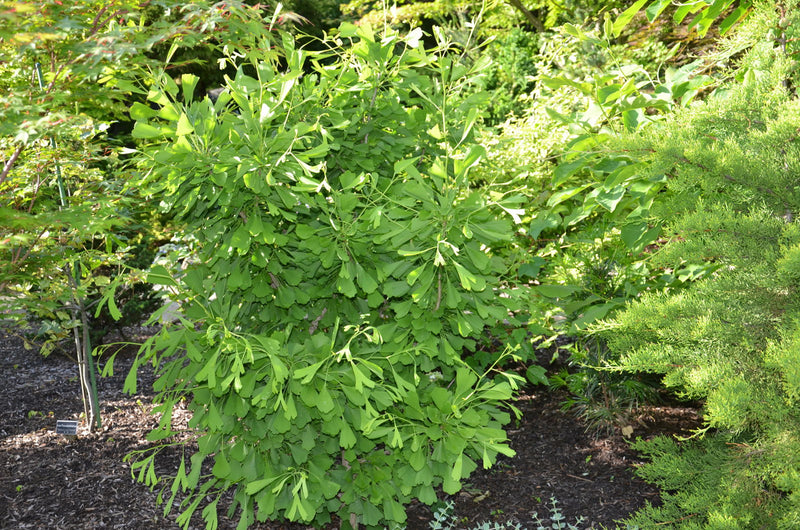 - Ginkgo biloba 'Saratoga' Male Ginkgo Tree - Mr Maple │ Buy Japanese Maple Trees