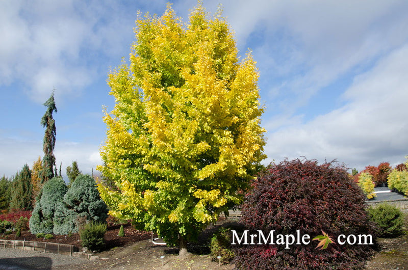 - Ginkgo biloba 'Saratoga' Male Ginkgo Tree - Mr Maple │ Buy Japanese Maple Trees