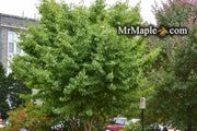 - Ginkgo biloba 'Saratoga' Male Ginkgo Tree - Mr Maple │ Buy Japanese Maple Trees