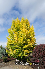 - Ginkgo biloba 'Saratoga' Male Ginkgo Tree - Mr Maple │ Buy Japanese Maple Trees