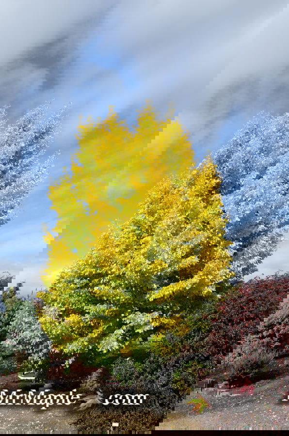 - Ginkgo biloba 'Saratoga' Male Ginkgo Tree - Mr Maple │ Buy Japanese Maple Trees