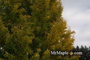 - Ginkgo biloba 'Saratoga' Male Ginkgo Tree - Mr Maple │ Buy Japanese Maple Trees