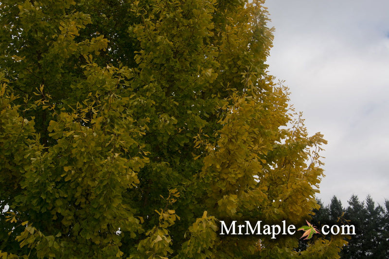 - Ginkgo biloba 'Saratoga' Male Ginkgo Tree - Mr Maple │ Buy Japanese Maple Trees