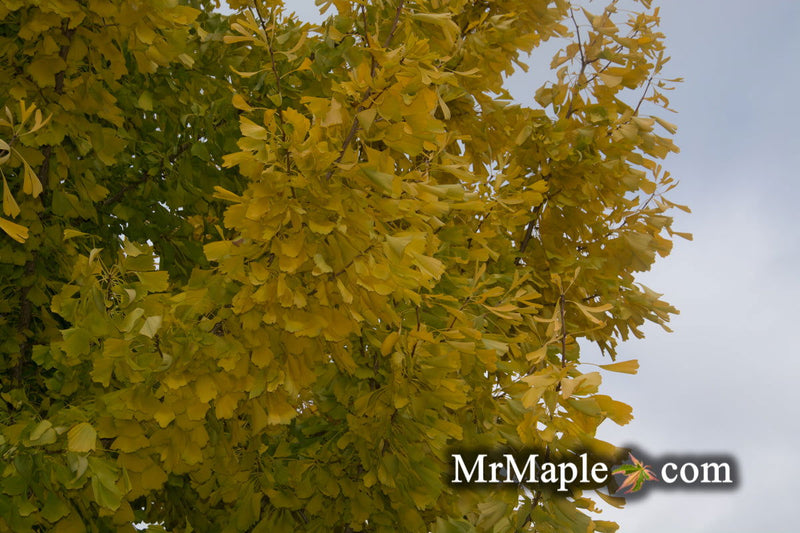 - Ginkgo biloba 'Saratoga' Male Ginkgo Tree - Mr Maple │ Buy Japanese Maple Trees