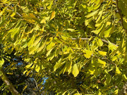 - Ginkgo biloba 'Saratoga' Male Ginkgo Tree - Mr Maple │ Buy Japanese Maple Trees