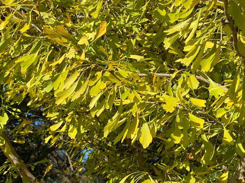 - Ginkgo biloba 'Saratoga' Male Ginkgo Tree - Mr Maple │ Buy Japanese Maple Trees
