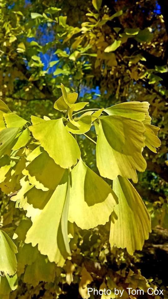 - Ginkgo biloba 'Saratoga' Male Ginkgo Tree - Mr Maple │ Buy Japanese Maple Trees