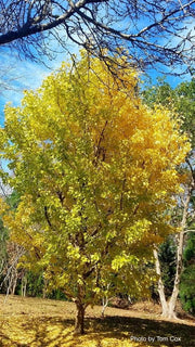 - Ginkgo biloba 'Saratoga' Male Ginkgo Tree - Mr Maple │ Buy Japanese Maple Trees