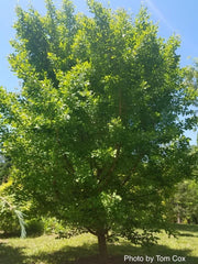 - Ginkgo biloba 'Saratoga' Male Ginkgo Tree - Mr Maple │ Buy Japanese Maple Trees