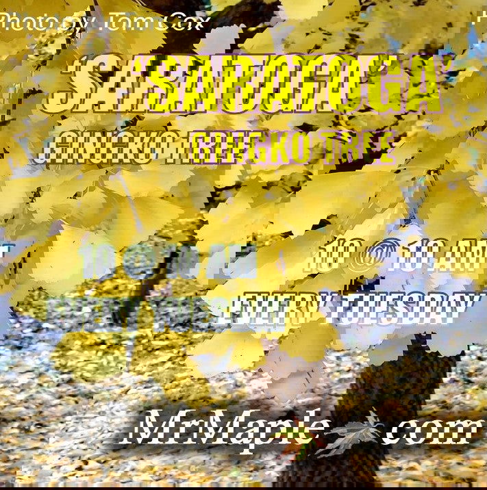 - Ginkgo biloba 'Saratoga' Male Ginkgo Tree - Mr Maple │ Buy Japanese Maple Trees