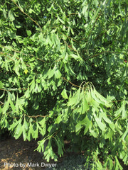 - Ginkgo biloba 'Saratoga' Male Ginkgo Tree - Mr Maple │ Buy Japanese Maple Trees