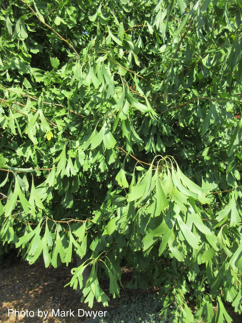 - Ginkgo biloba 'Saratoga' Male Ginkgo Tree - Mr Maple │ Buy Japanese Maple Trees