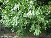- Ginkgo biloba 'Saratoga' Male Ginkgo Tree - Mr Maple │ Buy Japanese Maple Trees