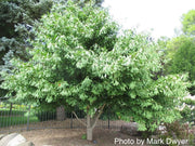 - Ginkgo biloba 'Saratoga' Male Ginkgo Tree - Mr Maple │ Buy Japanese Maple Trees