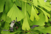 - Ginkgo biloba 'Saratoga' Male Ginkgo Tree - Mr Maple │ Buy Japanese Maple Trees