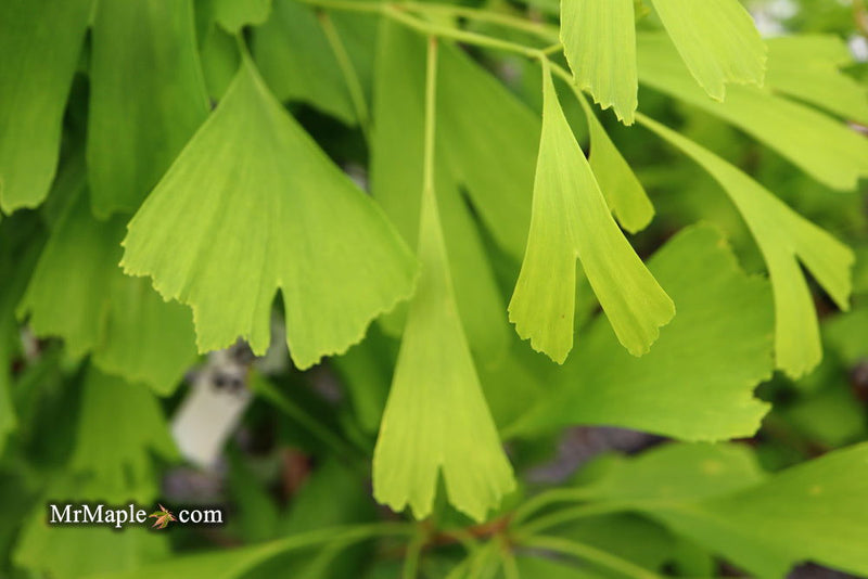 - Ginkgo biloba 'Saratoga' Male Ginkgo Tree - Mr Maple │ Buy Japanese Maple Trees