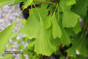 - Ginkgo biloba 'Saratoga' Male Ginkgo Tree - Mr Maple │ Buy Japanese Maple Trees