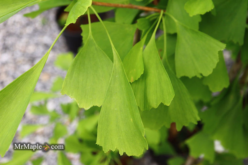 - Ginkgo biloba 'Saratoga' Male Ginkgo Tree - Mr Maple │ Buy Japanese Maple Trees