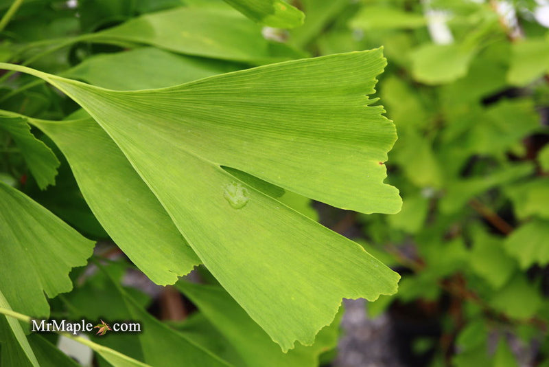 - Ginkgo biloba 'Saratoga' Male Ginkgo Tree - Mr Maple │ Buy Japanese Maple Trees