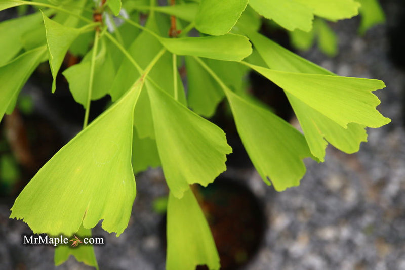 - Ginkgo biloba 'Saratoga' Male Ginkgo Tree - Mr Maple │ Buy Japanese Maple Trees