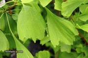 - Ginkgo biloba 'Saratoga' Male Ginkgo Tree - Mr Maple │ Buy Japanese Maple Trees