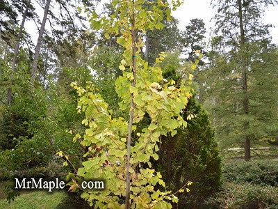 - Ginkgo biloba 'Shangri-La' Male Gingko Tree - Mr Maple │ Buy Japanese Maple Trees